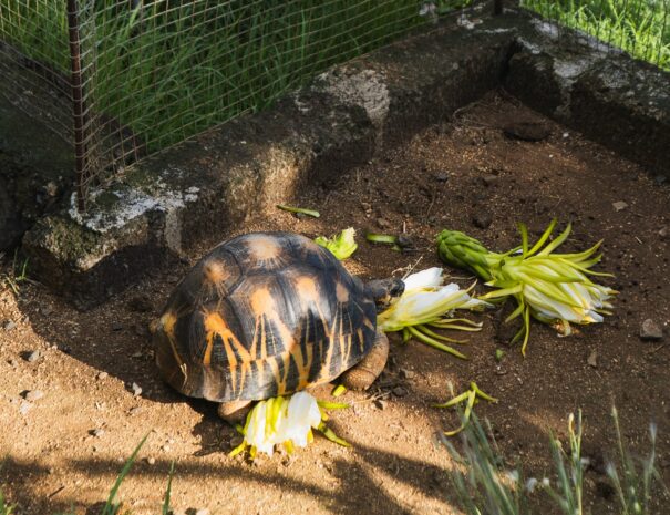 tortue